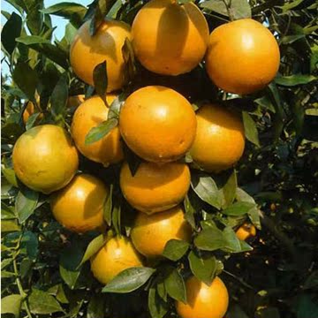 合家兴正宗廉江红橙特产新鲜水果橙子绿色食品红江农场中华名果