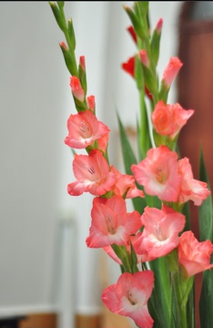 上海剑兰节节高鲜花批发鲜花速递粉红白色家庭家养12枝一扎起批