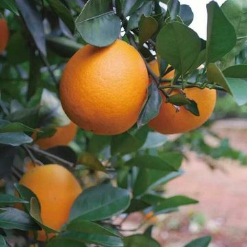 江西赣南三百山脐橙 农家自产纯天然水果 有机甜橙子10斤全国包邮