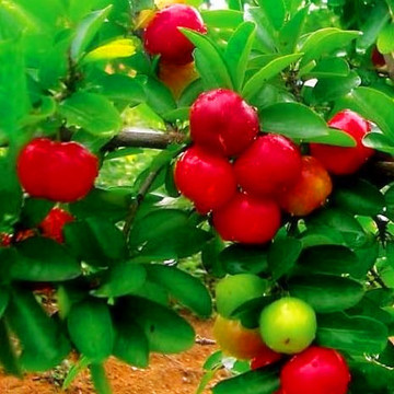 果树苗樱桃树苗 针叶樱桃 全国维生素最高的水果美白减肥孕妇可食
