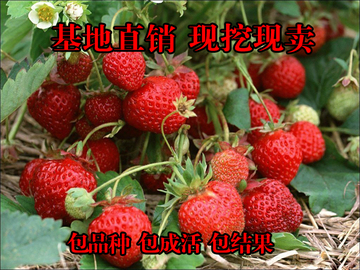 草莓苗 四季盆栽植物 日本金莓 攀援草莓苗 果树苗当年结果5棵苗