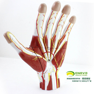 ENOVO正品医用 手剖解剖附神经血管模型 手关节模型 手部微创模型