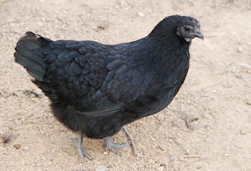 乌黑鸡母鸡天然散养石口山绿色生态 鲜活现杀母鸡肉wd-024704