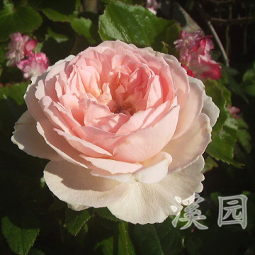 预售溪园月季玫瑰花苗盆栽 夏莉法阿斯马 奥斯汀 强香 欧月 勤花