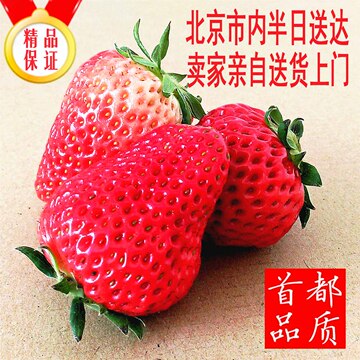 有机草莓种植基地卖家亲自送货北京有机奶油草莓2000g装红颜包邮