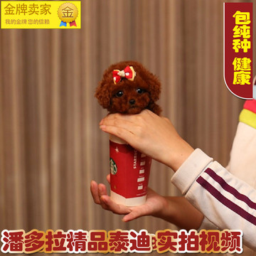 【潘多拉】出售活体家养玩具红泰迪熊幼犬贵宾茶杯犬幼犬宠物狗狗