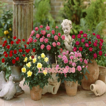 【天天特价】盆栽花卉微型玫瑰多头玫钻石瑰花苗月季 3年多色选择