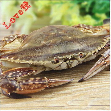 青岛野生新鲜二母螃蟹 大海蟹  鲜活梭子蟹 公母蟹 膏蟹2-3只/斤