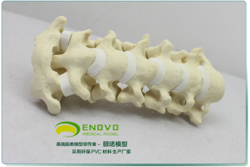 ENOVO正品 骨科Sawbone骨教学 七节颈椎模型 骨科手术演示 仿真骨