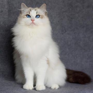 CFA纯种美国布偶猫 绝育出售蓝山猫双色布偶 MM 母猫2岁带证书