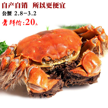 现货大闸蟹公2.8-3.2两/只鲜活新鲜螃蟹满10只送礼盒装团购特价