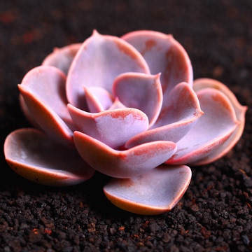 紫珍珠 纽伦堡珍珠 多肉植物 多肉 点景天科绿植创意花卉盆栽
