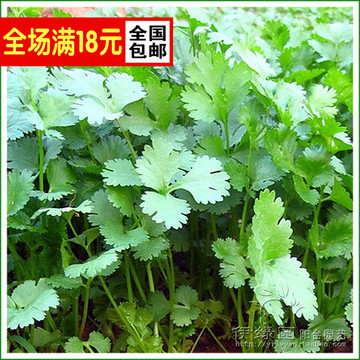 四季香菜种子 油绿抗热香菜 元荽 元西 家庭种菜蔬菜种籽