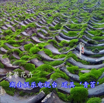 鲜活 青苔植物 苔藓 短绒苔藓种子 山水盆景假山造景美化微型瓶景