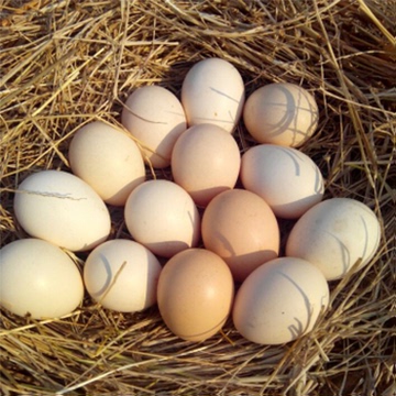 农村树林散养土鸡蛋新鲜笨鸡蛋农家自养草鸡蛋当天采集当天发货