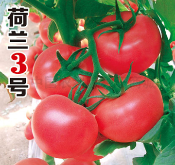 荷兰3号粉果番茄种子进口蔬菜种子四季高产西红柿种子批发代理