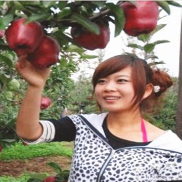 礼县新鲜花牛苹果/粉苹果/面苹果/宝宝孕妇老人最爱吃的苹果