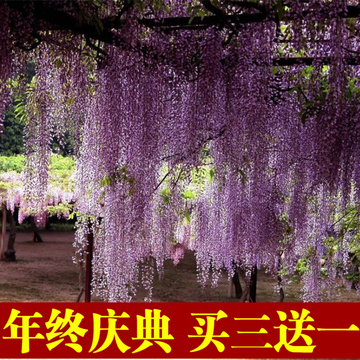 出售庭院花卉植物日本多花紫藤花苗紫藤树苗攀爬花卉花穗长包成活