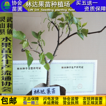 台湾四季超级长果桑苗大果桑苗紫金蜜桑苗1年多次结果桑树