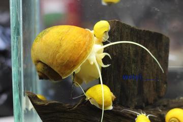 神秘螺 黄金螺 黄金蛋 活体 清洁螺除藻螺 观赏螺 批发