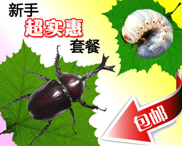 独角仙幼虫L3新手套餐【含虫2只】拍下即送一只 甲虫 宠物活体