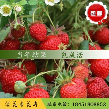 【天天特价】草莓苗四季草莓苗 奶油草莓苗 盆栽草莓苗庭院果树苗