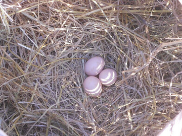 天天特价20枚农家土鸡2件包邮蛋野鸡蛋散养苏北草鸡蛋山鸡蛋鹅蛋