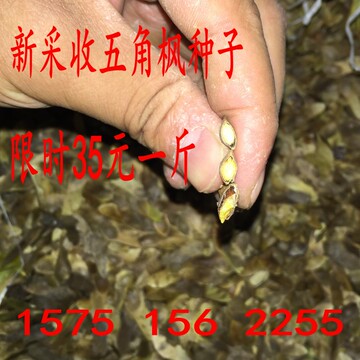 新采收五角枫种子五角枫树种子五角槭种子包发芽优质实拍包邮