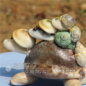 天然海螺贝壳小乌龟三代龟一家三口家居装饰摆件收藏生日礼品批发