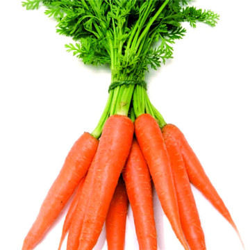 蔬菜种子 黄胡萝卜紫红萝卜种子八寸五寸人参红萝卜 种菜蔬果种籽