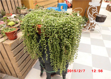 多肉植物【佛珠】珍珠吊兰 盆栽植物 办公室花卉室内进化空气绿植