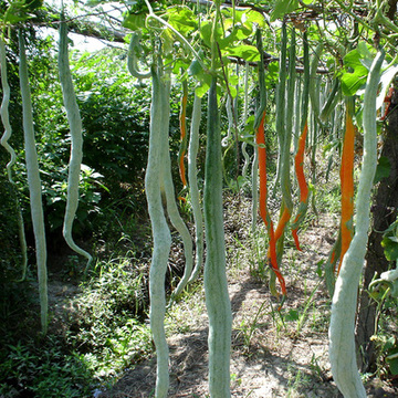 春季种蛇豆蔬菜种子美国蛇豆种子 蛇瓜种子 庭院种植春秋播原包装