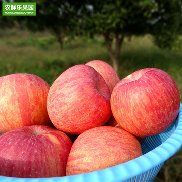 山东烟台栖霞红富士苹果5斤80果新鲜水果非洛川新疆阿克苏冰糖心