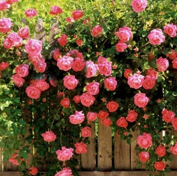 庭院盆栽当年开花多花蔷薇花苗 爬藤植物花卉四季循环开花玫瑰苗