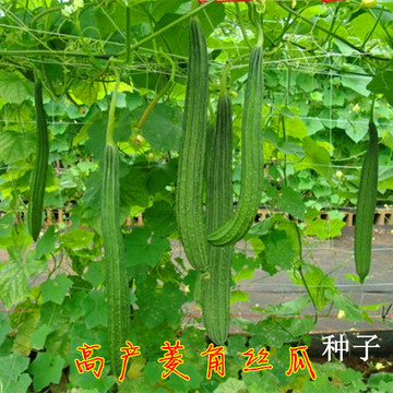 菱角丝瓜 蔬菜种子 阳台种菜 盆栽 丝瓜种子 原装彩包8粒