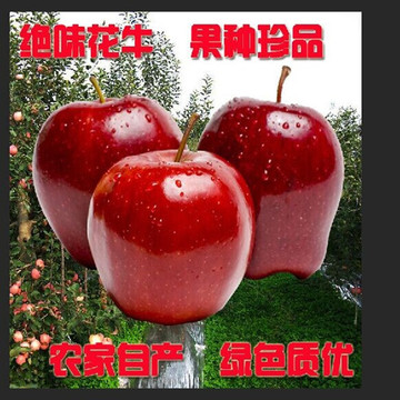 礼县苹果