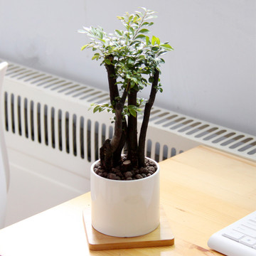 小叶紫檀高档盆景树桩绿植盆栽室内办公桌面花卉绿色植物含陶瓷盆