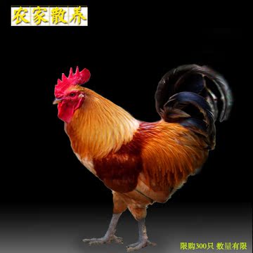 土鸡农家散养大公鸡 草鸡活鸡4.5斤老公鸡现杀放养农村土公鸡包邮