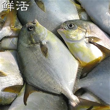 野生鲜活金鲳鱼1条1斤1两 平鱼 叉扁鱼无泥腥味海鲜批发特价促销