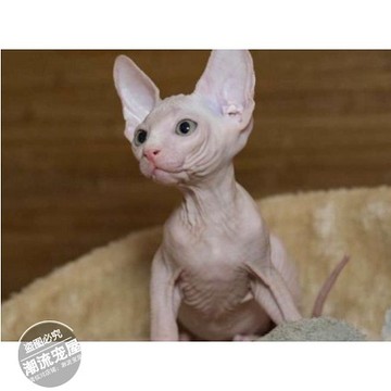 上海出售加拿大无毛猫幼猫活体宠物猫斯芬克斯纯白皮纯种鸳鸯眼W