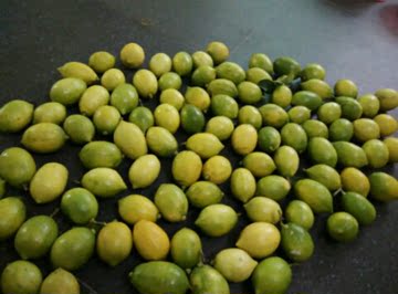 广州本地新鲜柠檬 无农药无打蜡无保鲜剂 现摘现发香柠檬6.5一斤