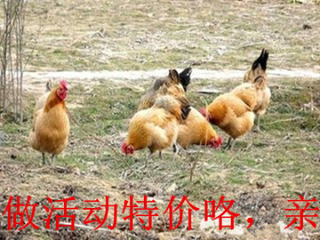 苏北农家散养童子鸡草鸡自养草鸡老母鸡活鸡大公鸡乌鸡