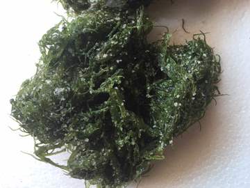 海发菜　龙须菜　海藻