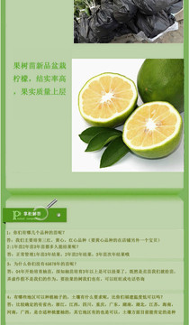 正宗台湾 香水柠檬苗 柠檬树盆栽 当年开花结果苗 批发无籽青柠檬
