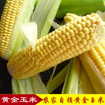 广东农家新鲜黄玉米甜水果玉米棒有机蔬菜鲜嫩 生态自种绿色