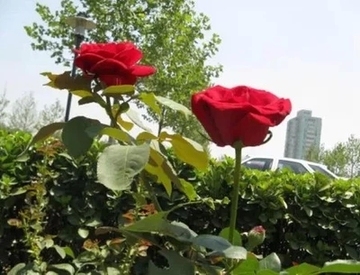 切花月季 盆栽月季苗 又称玫瑰花 大花月季正宗卡罗拉红玫瑰