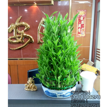 广州直送公司前台会议室内水培植物盆栽富贵竹塔节节高常青迎客竹