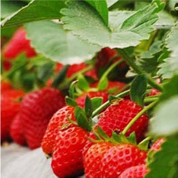 水果苗批发草莓苗 四季草莓苗 盆栽草莓苗 地栽  多品种 草莓种子