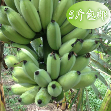 现货新鲜水果芭蕉粉蕉小米蕉西贡蕉帝王香蕉奶蕉芭蕉5斤包邮批发
