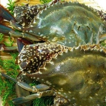 渤海湾特产鲜活梭子蟹 母蟹 飞蟹 母梭子蟹 螃蟹 水产鲜活 包邮